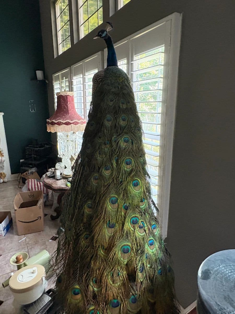 Eclectic, Chic, and Full of Art Estate Sale photo 11