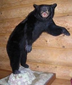 Western Art, Stickley and Bears, oh My! photo 1