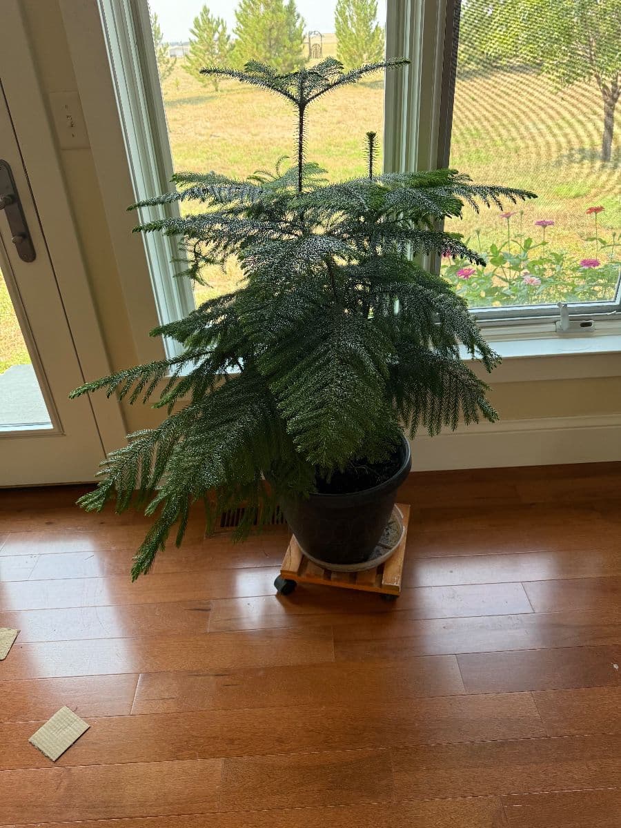 Estate sale — everything has to go photo 3