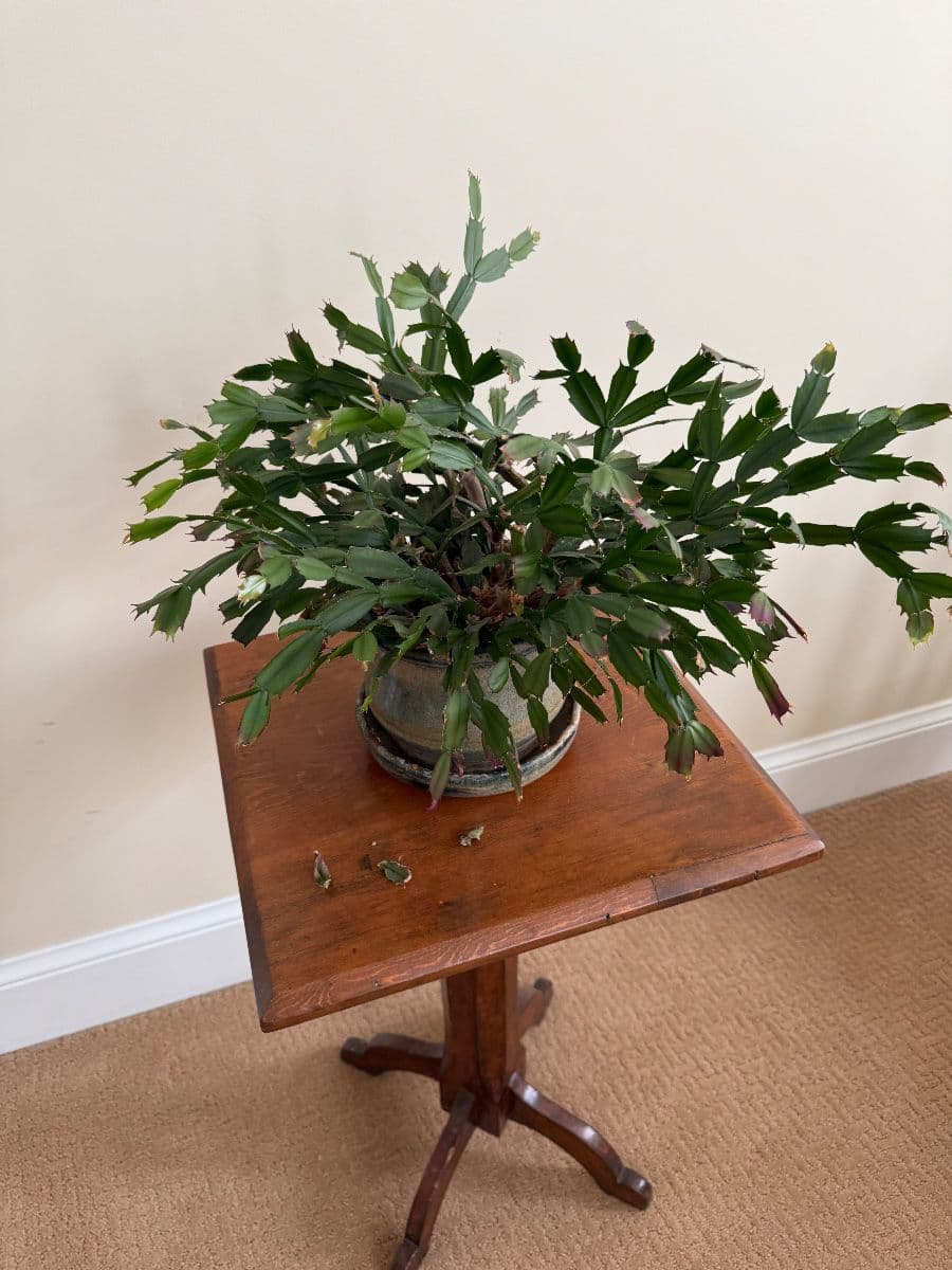 Estate sale — everything has to go photo 2
