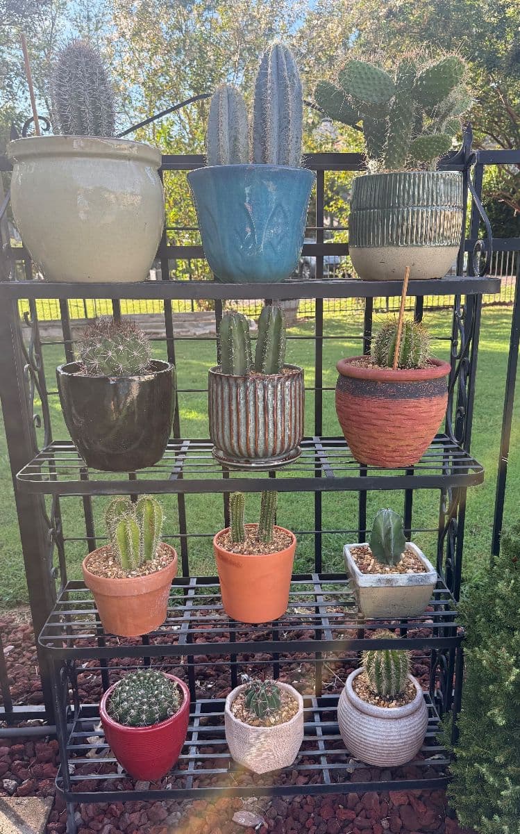 Eclectic treasures in West Meade Park photo 3