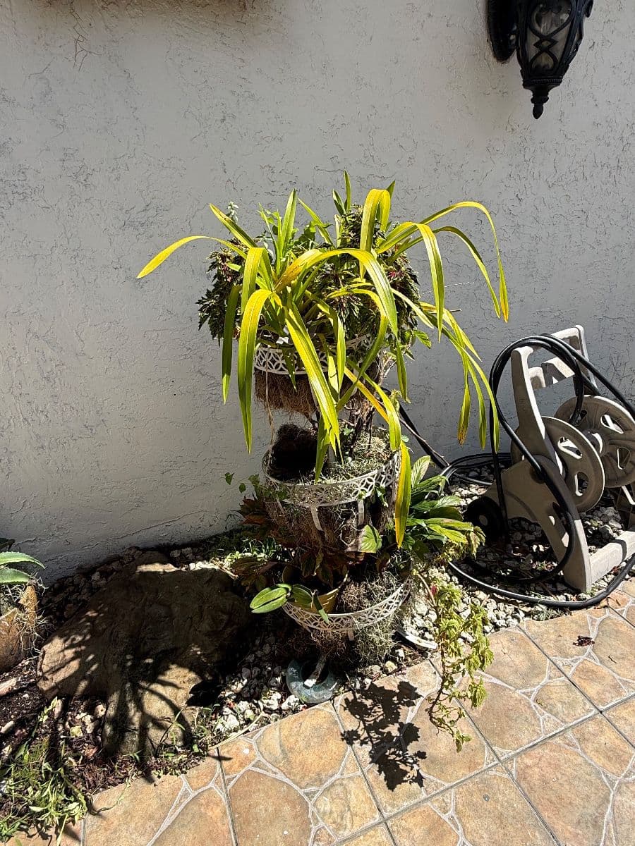 CROSSINGS - KENDALL - PLANTS, APPLIANCES photo 11