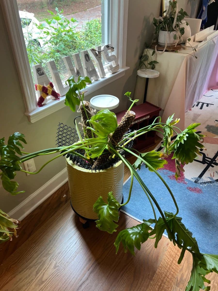Estate/Moving Sale | Northcrest Neighborhood | Furniture, Home Décor, Craft Supplies & Kitchen photo 9