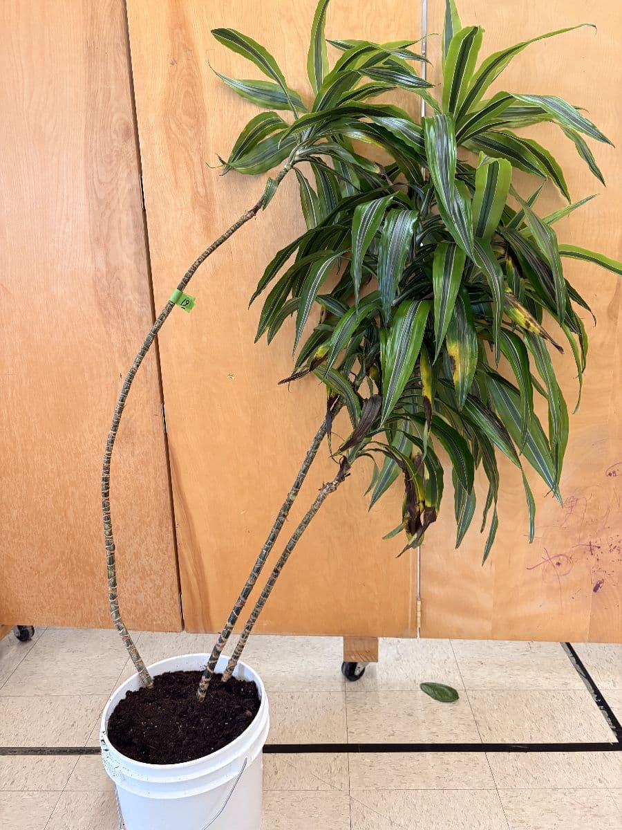 Woolley’s Classic Suites Plant Sale - 100+ Plants Benefiting SustainEd Farms photo 3