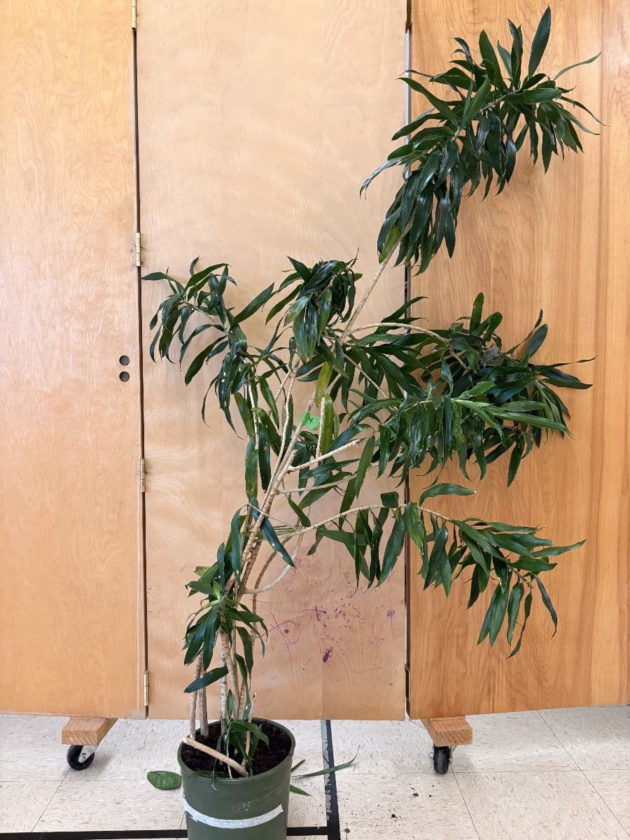 Woolley’s Classic Suites Plant Sale - 100+ Plants Benefiting SustainEd Farms photo 9