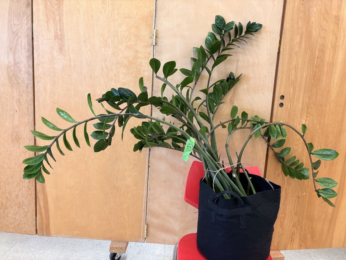 Woolley’s Classic Suites Plant Sale - 100+ Plants Benefiting SustainEd Farms photo 1