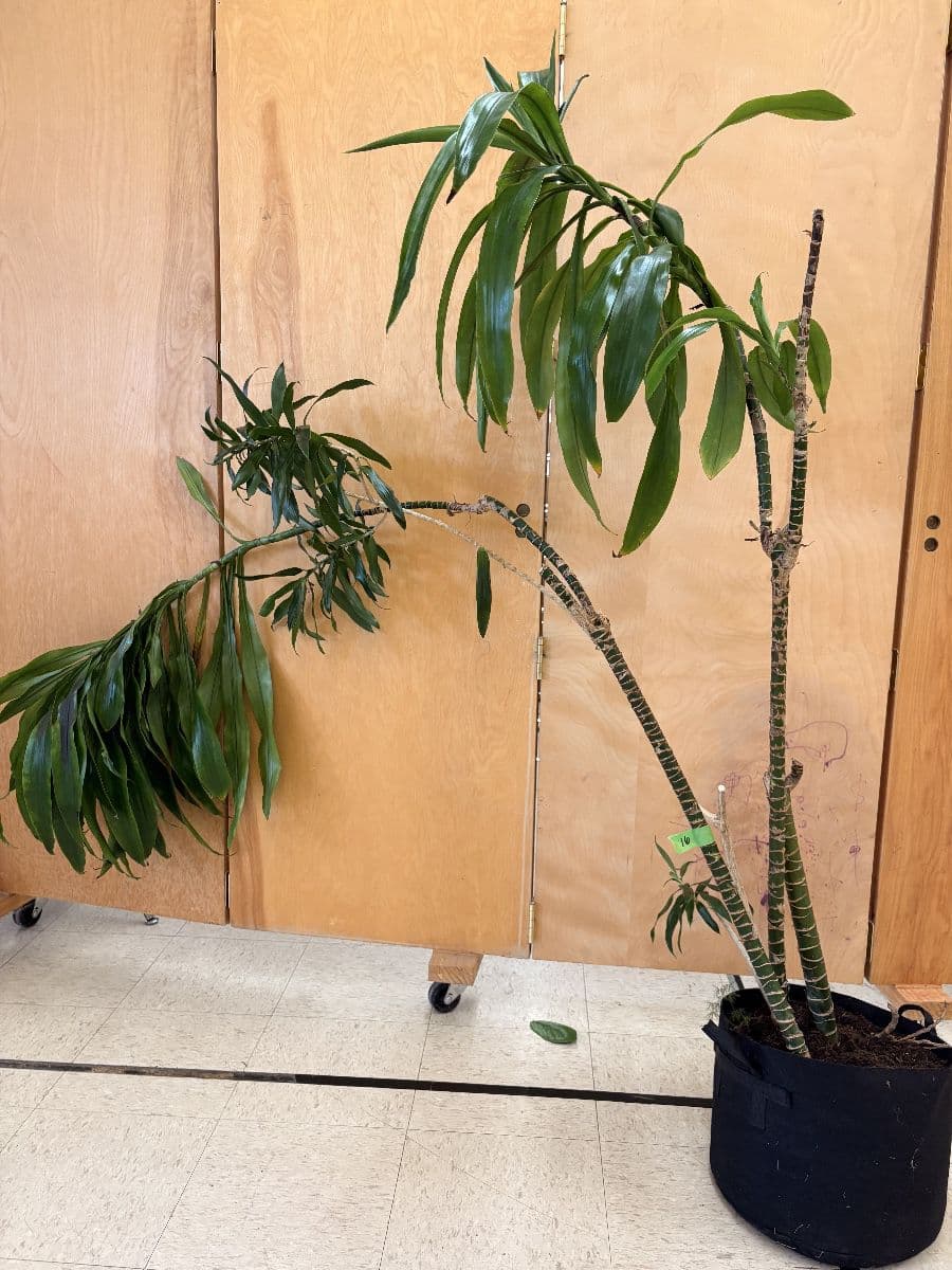 Woolley’s Classic Suites Plant Sale - 100+ Plants Benefiting SustainEd Farms photo 5