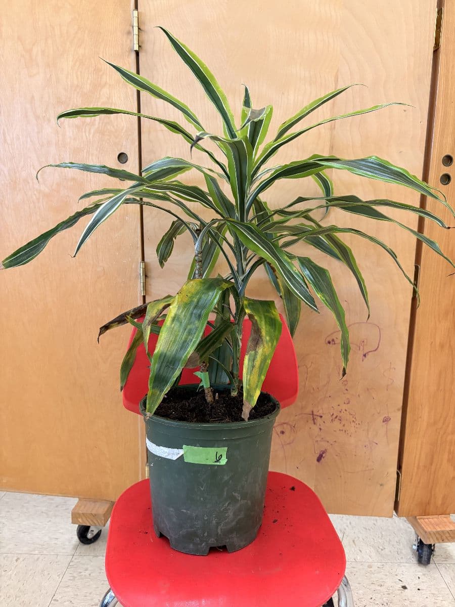 Woolley’s Classic Suites Plant Sale - 100+ Plants Benefiting SustainEd Farms photo 11