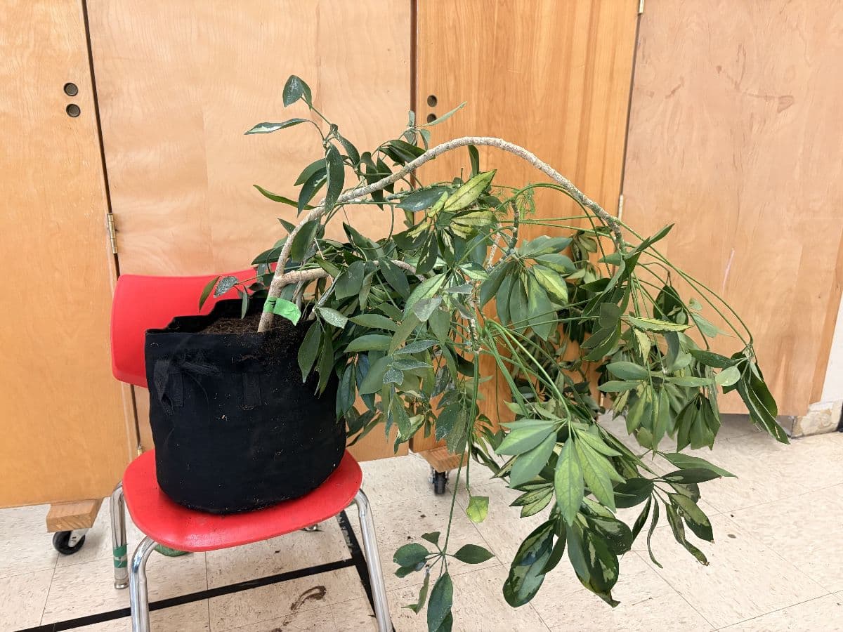 Woolley’s Classic Suites Plant Sale - 100+ Plants Benefiting SustainEd Farms photo 12