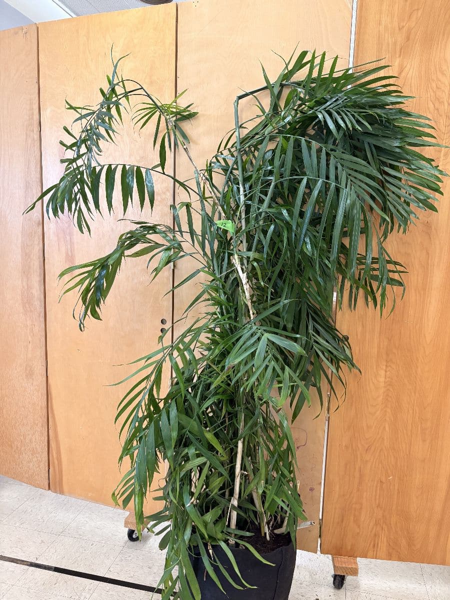 Woolley’s Classic Suites Plant Sale - 100+ Plants Benefiting SustainEd Farms photo 8