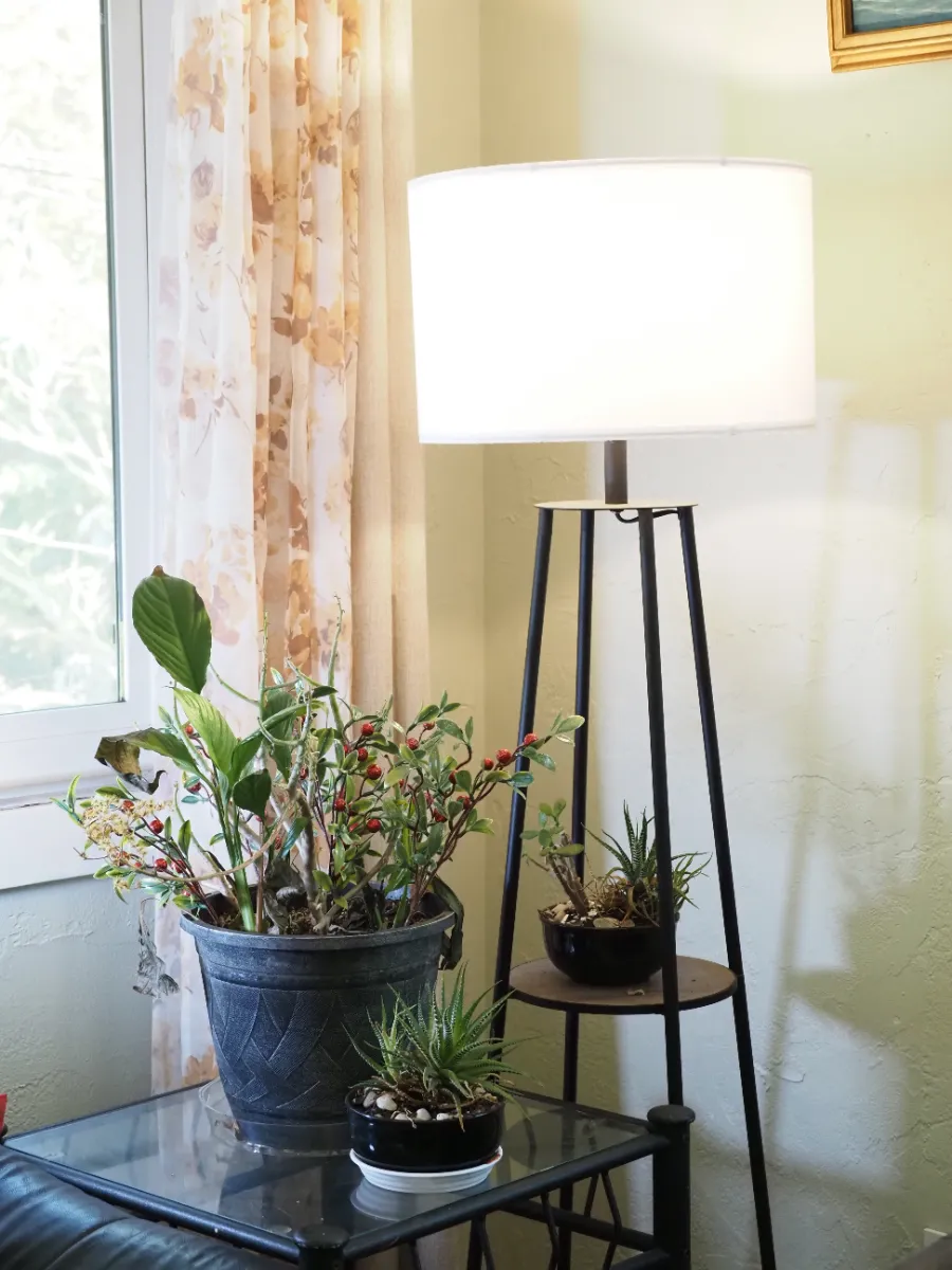 YTT Estate Sales Oakland 2-Day On-Site Sale Pottery, Vintage Finds, Plants, Tools & Plenty to Explore! photo 1