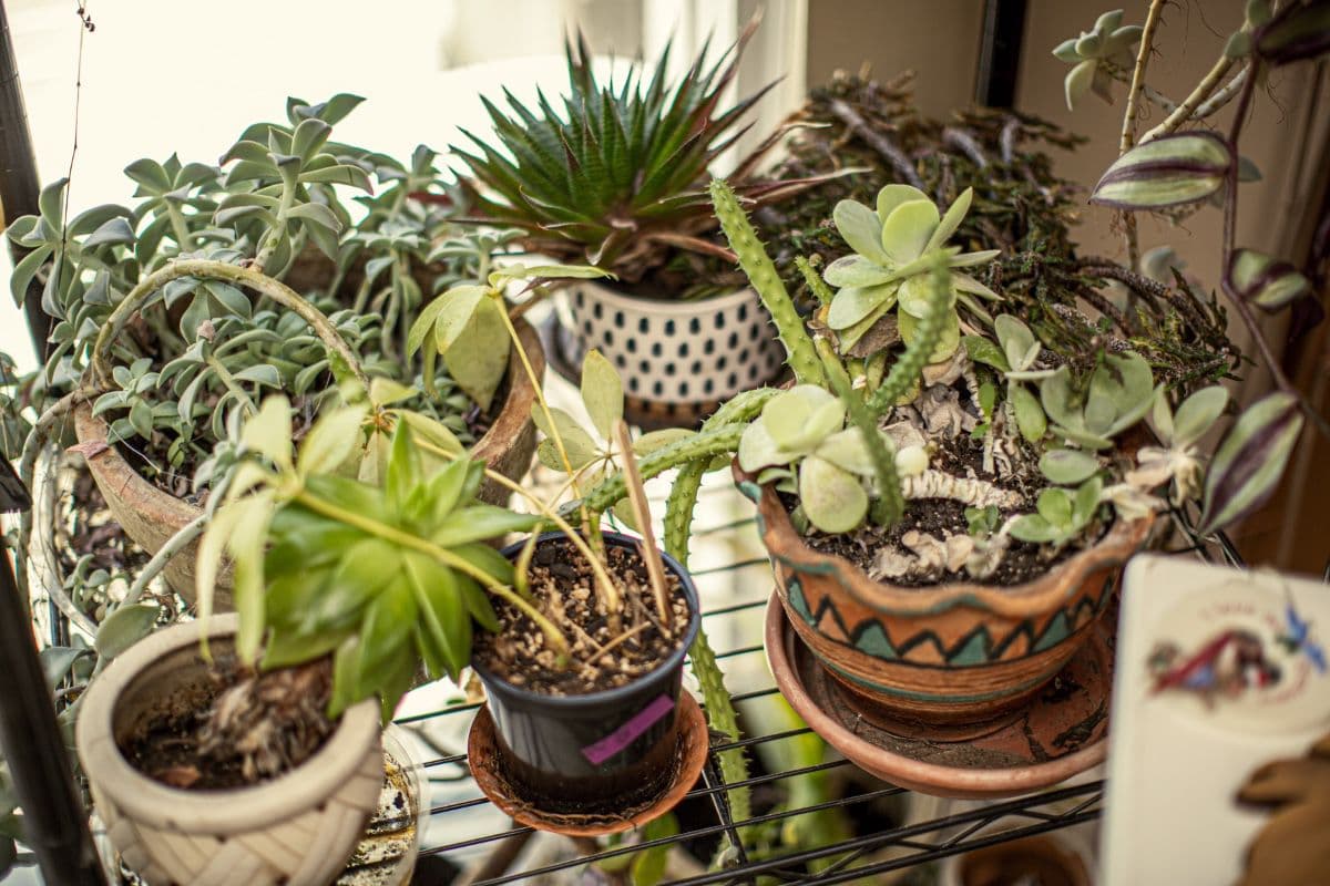 Lake Claire Estate Sale - Cruet, Christmas, Lenox, Electronics, Plants, Tools & More photo 3