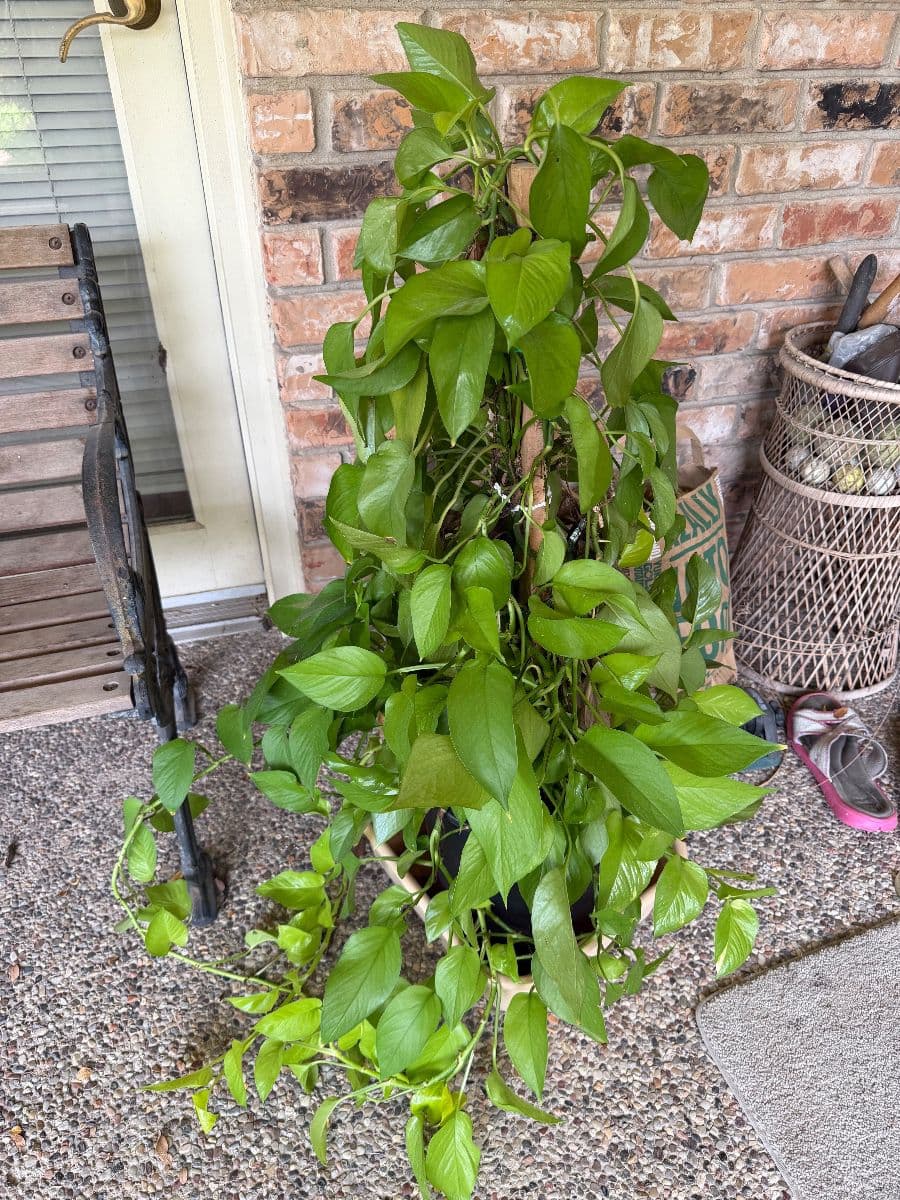 WELCOME HOME ESTATE SALE, DALLAS, TX photo 2