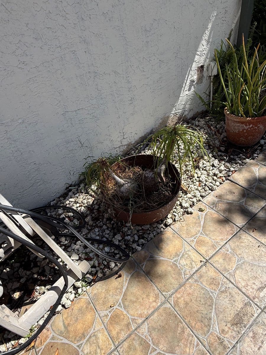 CROSSINGS - KENDALL - PLANTS, APPLIANCES photo 10