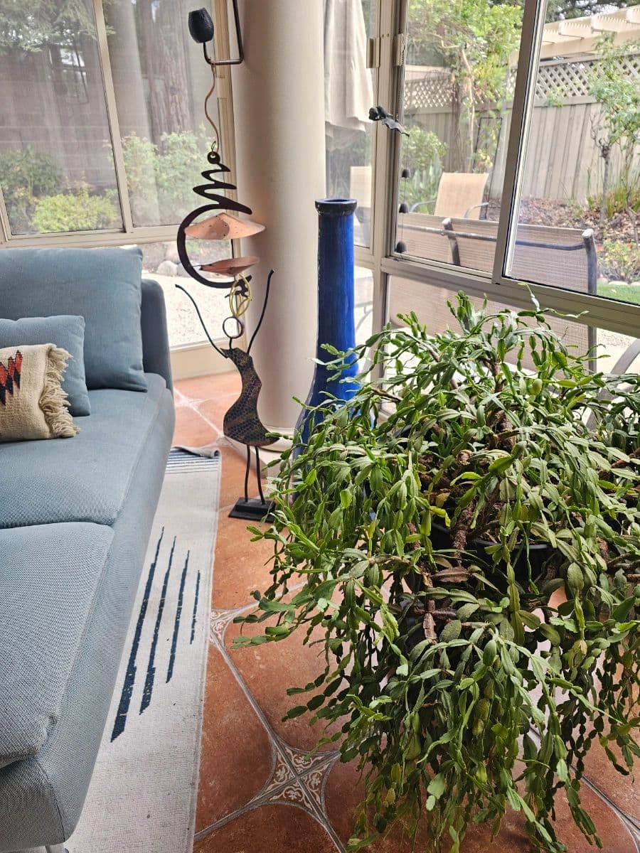 Kitchen, Garden & Gallery Estate Sale - Lincoln photo 4