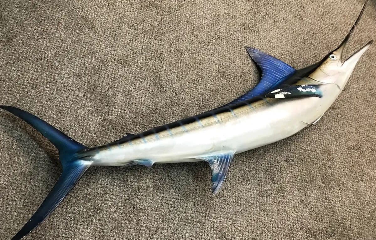 BIDWELLS FALL FINDS ESTATE SALE photo 6
