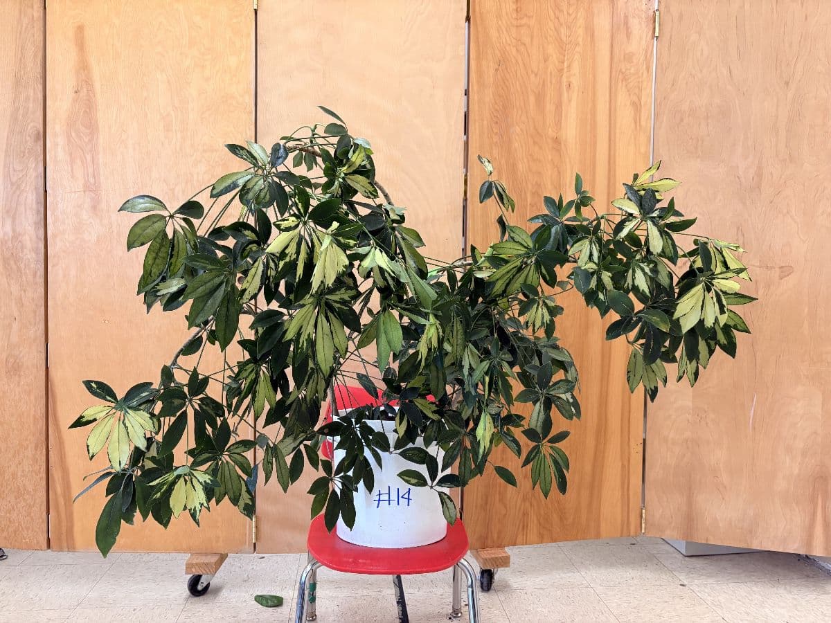 Woolley’s Classic Suites Plant Sale - 100+ Plants Benefiting SustainEd Farms photo 6