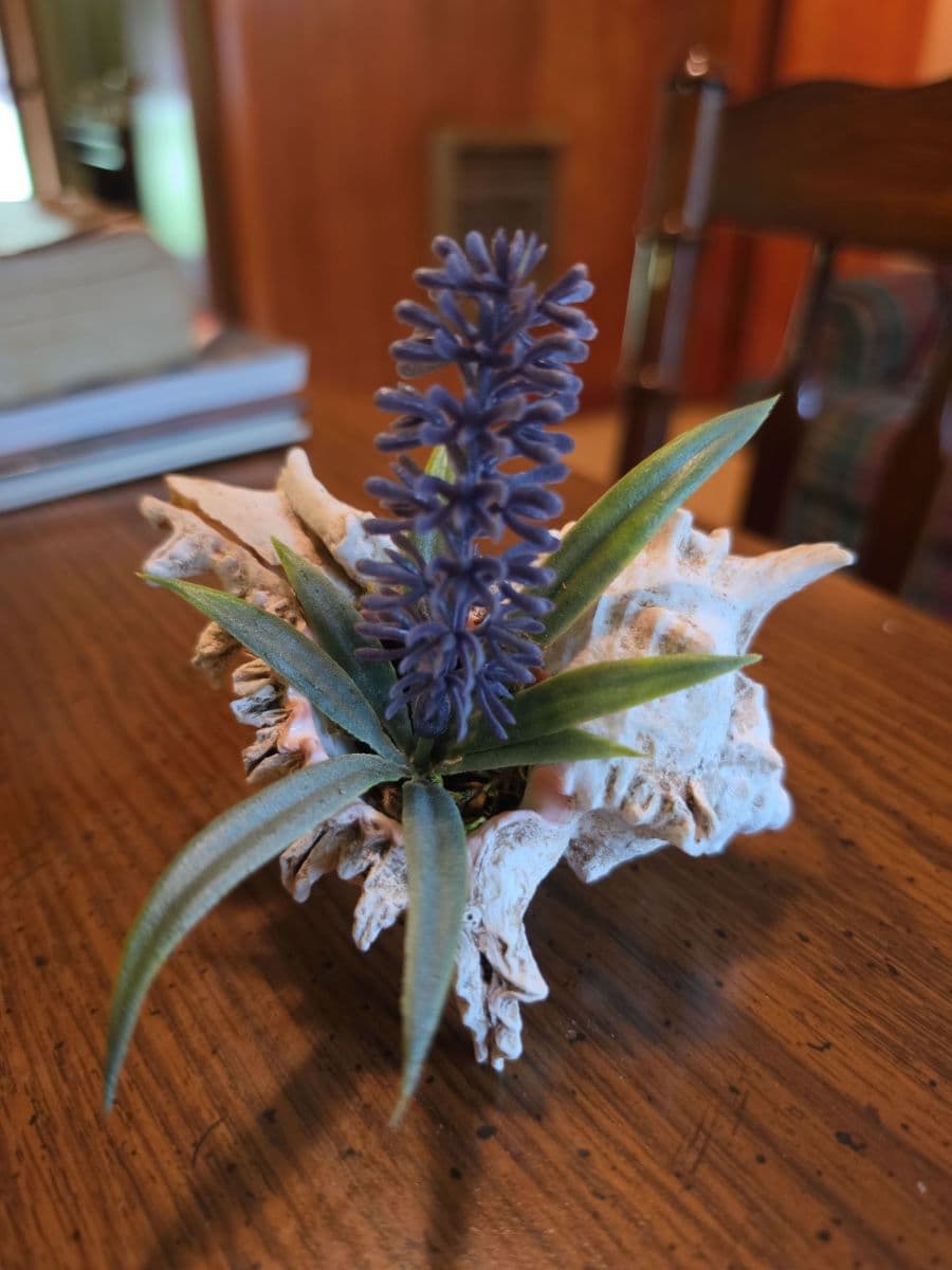 Beautiful Charlotte Estate Sale photo 10
