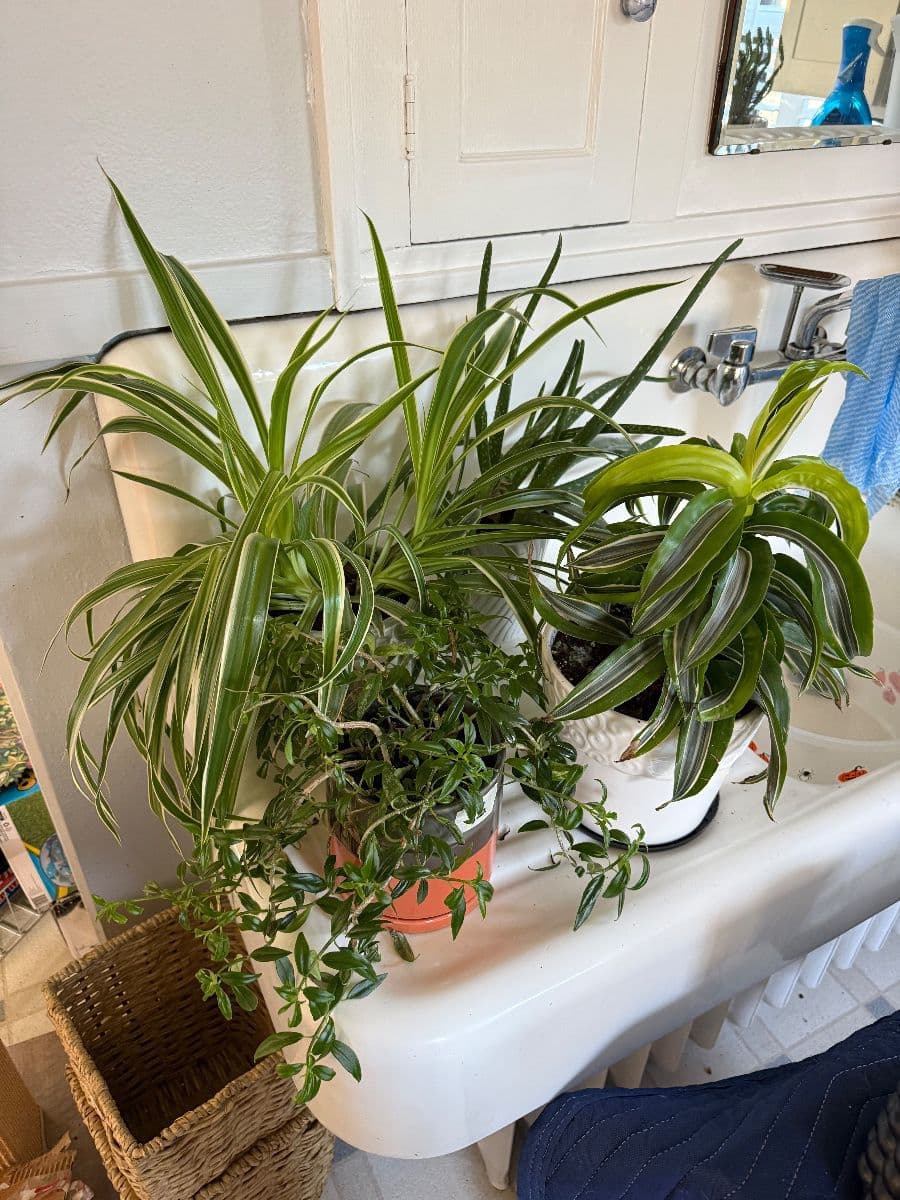 An Assortment of Sorts photo 11